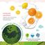 Farlin Clean 2.0 Bottle Wash 700ml 2+1 Combo Set, 6 image